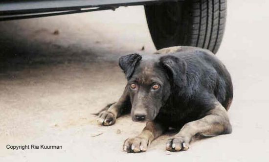 dIERENHULP gRIEKENLAND